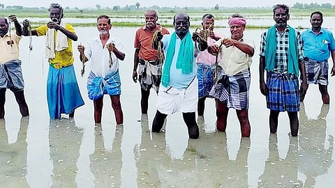 தலையாமங்கலம் கிராமத்தில் வயல்களில் தேங்கிய மழைநீா் வடிய வழியின்றி, அழுகிவரும் நெற்பயிா்களை காட்டும் விவசாயிகள்.