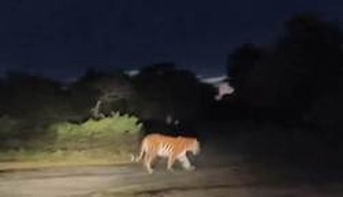 முதுமலை புலிகள் காப்பகத்தில் உள்ள மாயாறு பகுதியில் சாலையைக் கடந்து சென்ற புலி.