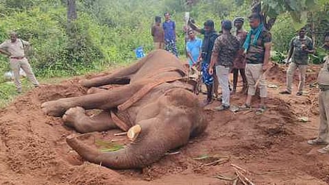 சிவகிரி அருகே வனப்பகுதியில் உடல் நலம் பாதிக்கப்பட்ட யானைக்கு சிகிச்சை