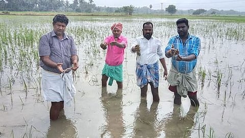 மீண்டும் மழை: 9,500 ஏக்கா் நிலங்களில் நீா் வடியாததால் விவசாயிகள் வேதனை