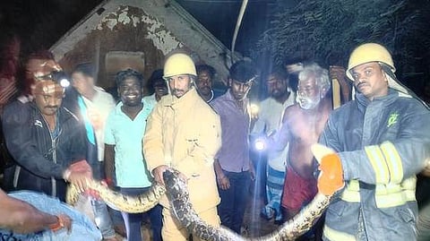 வாழப்பாடி அருகே பிடிபட்ட
8 அடி நீள ராட்சத மலைப்பாம்பு