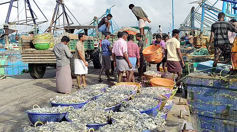 9 நாள்களுக்குப் பிறகு டன் கணக்கில் சிக்கிய மீன்கள்
