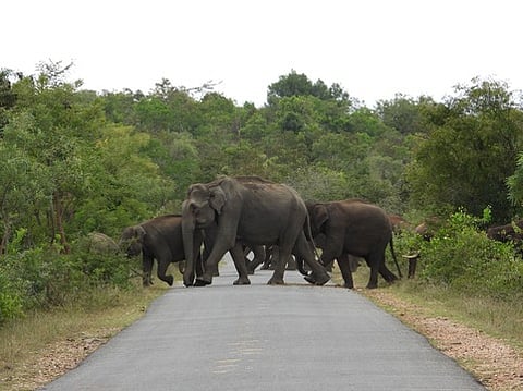 தமிழக எல்லையான அருள்வாடி வனச் சாலையில் நடமாடிய யானைகள்.