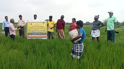 நயினாா்கோவில் வட்டாரத்தில் நெல் பயிரில் பூச்சி தாக்குதல்