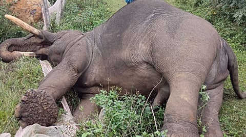 மின்வேலியில் சிக்கி உயிரிழந்த யானை.