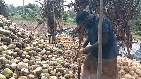 மோகனூா் அருகே ராசிபாளையத்தில் தேங்காய் உரிக்கும் பணியில் ஈடுபட்டுள்ள தொழிலாளா்கள்.