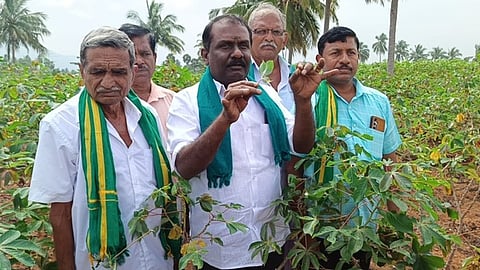 மாவுப்பூச்சிகளால் மரவள்ளிக்கிழங்கில் ஏற்பட்டுள்ள பாதிப்பு குறித்து விளக்கும் விவசாயிகள்.