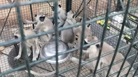 வனத் துறையினா் வைத்த கூண்டில் சிக்கிய வெள்ளை மந்திகள்.