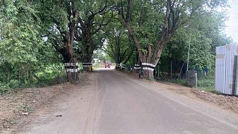 மரங்களை அகற்றாமல் போடப்பட்டு வரும் மம்சாபுரம் சாலை.