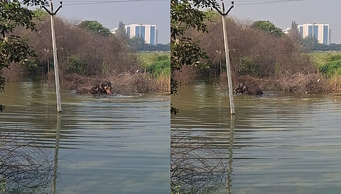 யானைகள்