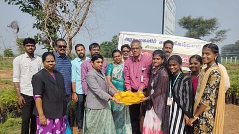 பனை விதைப்பு, மரக்கன்றுகள் நடவு