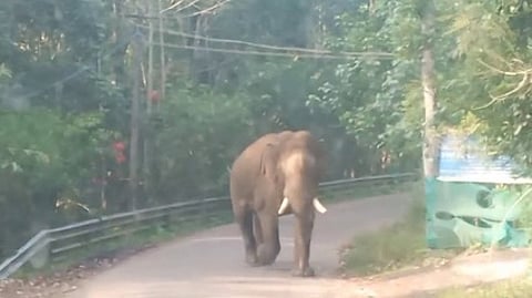 கொடைக்கானல் அருகே பேருந்து மீது காட்டுயானை தாக்குதல்: பயணிகள் காயம்