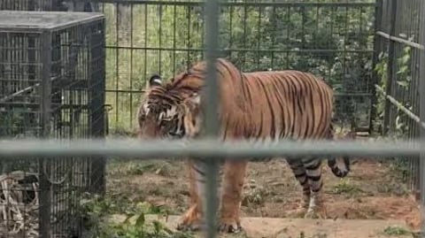 மாவனல்லா பகுதியில் கூண்டுக்குள் சிக்கிய புலி.
~உதகை- மசினகுடி சாலையில் மறியலில் ஈடுபட்ட கிராம மக்கள்.