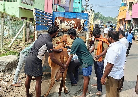 ஸ்ரீ பெரும்புதூரில் சாலையில் திரிந்த மாடுகளை பிடிப்பு