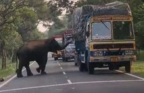 லாரியில் கரும்பு இருக்கிறதா என தேடும் காட்டு யானை.