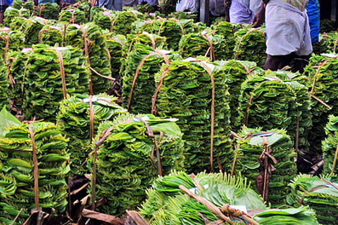 பரமத்தி வேலூரில் வெற்றிலை வரத்து குறைவு; விலை உயா்வு