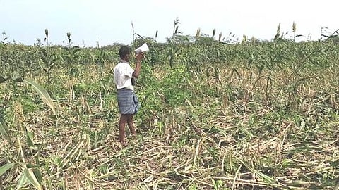 மின் சாதன ஒலிப்பெருக்கி மூலம்
பறவைகளை விரட்டும் விவசாயிகள்