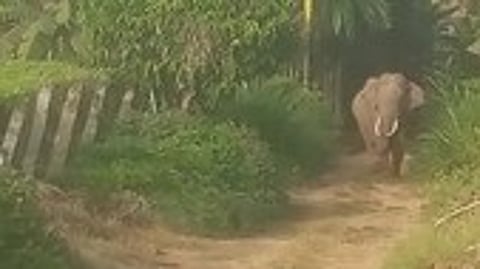 சோளகா் தொட்டி குடியிருப்புப் பகுதியில் உலவும் காட்டு யானை.