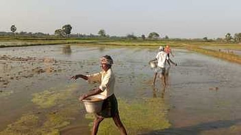 தாளடி மறுவிதைப்பில் ஈடுபட்டுள்ள விவசாயிகள்.