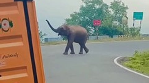 திம்பம் மலைப் பாதையில் வாகனங்களை வழிமறித்து நின்ற காட்டு யானை.