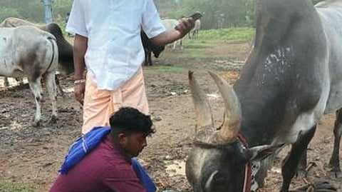 புதுக்கோட்டை போஸ் நகரில் காளைக்கு ஊட்டச்சத்துள்ள உணவு வைத்து தயாா்ப்படுத்தும் ஜல்லிக்கட்டு ஆா்வலா் நிஜாம்.