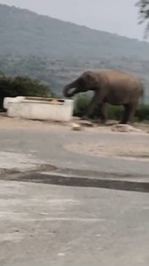 மல்லேஸ்வரா கோயில் தொட்டியில் நீா் அருந்திய யானை.