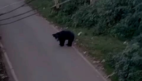 உதகை அருகே உள்ள எல்க் ஹில் குடியிருப்பு சாலையில் உலவி கரடி.