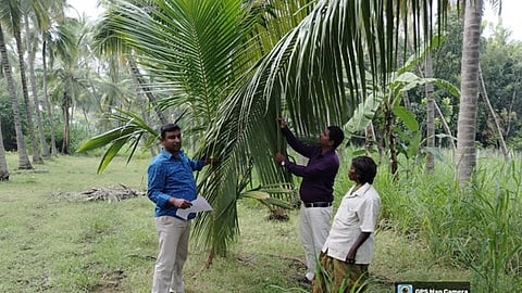 ரூகோஸ் சுருள் வெள்ளை ஈ தாக்குதல் குறித்து விவசாயிகளுக்கு விளக்கமளித்த கரூா் வட்டார தோட்டக்கலை உதவி இயக்குநா் ஜெகன், புழுதேரி வேளாண் அறிவியல் நிலைய விஞ்ஞானி கவியரசு உள்ளிட்டோா்