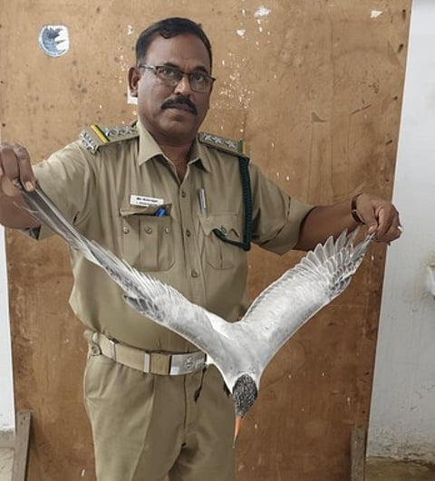 நாகை புதிய கடற்கரையில் காயமடைந்த பறவையை மீட்ட வனத்துறை அலுவலா்.