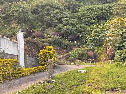 கொடைக்கானல் அருகே சாலையில் காட்டு மாடுகள் உலா