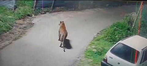 உதகை அருகே உள்ள பைகமந்த் பகுதியில் புதன்கிழமை உலவிய சிறுத்தை.