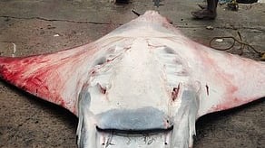 500 கிலோ எடைகொண்ட கோட்டான் திருக்கை மீன்