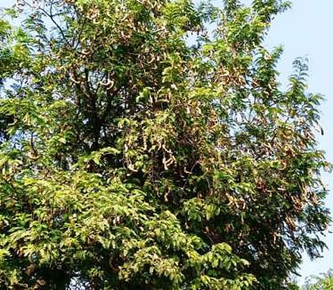 வாழப்பாடியை அடுத்த கல்யாணகிரி கிராமத்தில் புளிய மரத்தில் கொத்துக் கொத்தாக காய்த்துள்ள புளியங்காய்கள்.