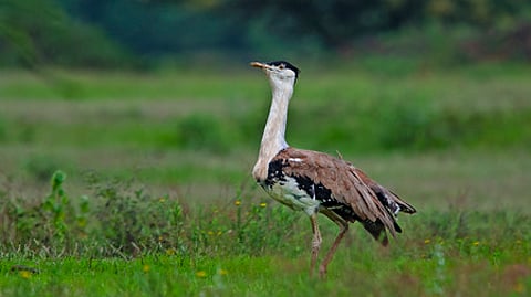 கிரேட் இந்தியன் பஸ்டா்ட் (கானமயில்).