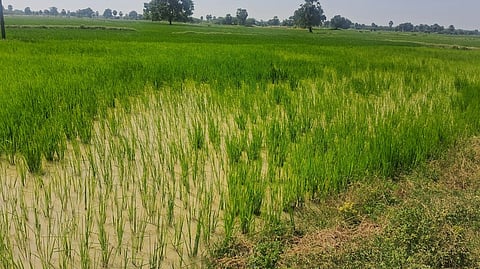 படப்பை பகுதியில் தவறி பெய்த பருவ மழையால் வளா்ச்சி குறைந்து காணப்படும் பயிா்கள்.