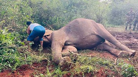 வருஷநாடு வனப் பகுதியில் உயிரிழந்த பெண் யானை.