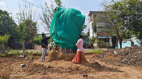 மறு நடவு செய்யப்பட்ட பழைமையான அரசமரம்
