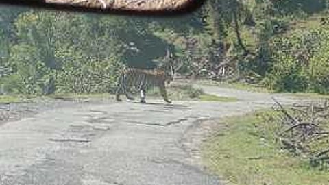 கொடைக்கானல் பேரிஜம் சாலையை கடந்து சென்ற புலி