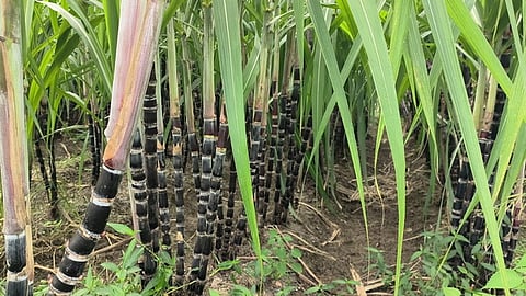 சேத்தூா் பகுதியில் அறுவடை காலம் தொடங்கவுள்ள நிலையில் குட்டையாக உள்ள பொங்கல் கரும்பு