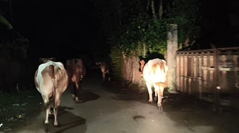 தோ்வூா் பகுதியில் இரவு நேரங்களில் சுற்றித் திரியும் மாடுகள்