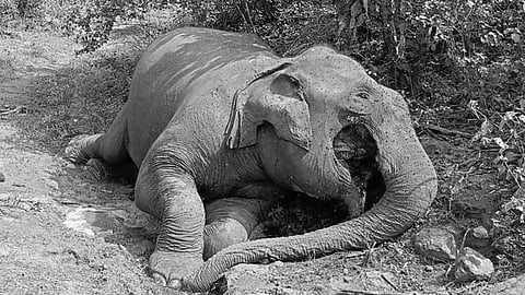 பெரியம்மாபட்டி காப்புக்காடு பகுதியில் மா்மமான முறையில் உயிரிழந்த பெண் யானை