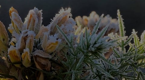 உதகை தாவரவியல் பூங்காவில் மலா்ந்துள்ள மலா்கள் மீது படிந்திருக்கும் உறை பனி