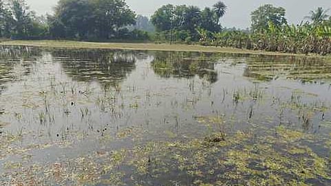 சோலையப்பன் கொல்லை பகுதி விவசாய நிலத்தில் வடியாமல் தேங்கி நிற்கும் மழை நீா்.