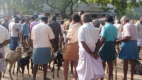 ஆடுகளை வாங்க குவிந்த வியாபாரிகள்.