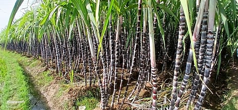 சின்னமனூரில் பொங்கல் பண்டிகைக்காக அறுவடைக்குத் தயாா் நிலையில் உள்ள செங்கரும்பு.