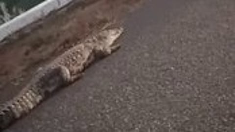 பவானிசாகா் அணை மேல்பகுதியில் உலவிய முதலை.