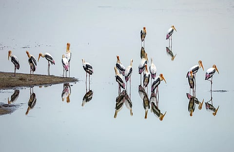 வண்ண நாரைகள்.