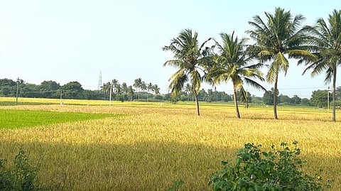 விராலிமலை அருகே பேராம்பூா் பகுதியில் அறுவடைக்கு தயாராக வளா்ந்து நிற்கும் நெல் கதிா்கள்.