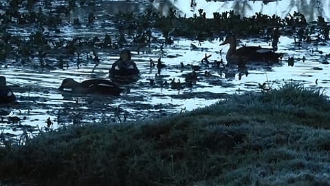 உதகை தாவரவியல் பூங்காவில் காணப்பட்ட உறைபனி.