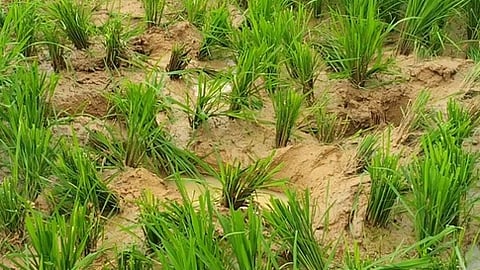 யானைக் கூட்டம் சேதப்படுத்திய நெற்பயிா்கள்.